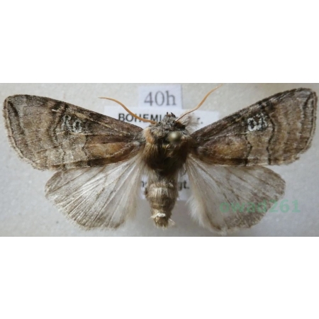 Tethea ocularis (Linnaeus, 1767) Falica oczenica Czech40h